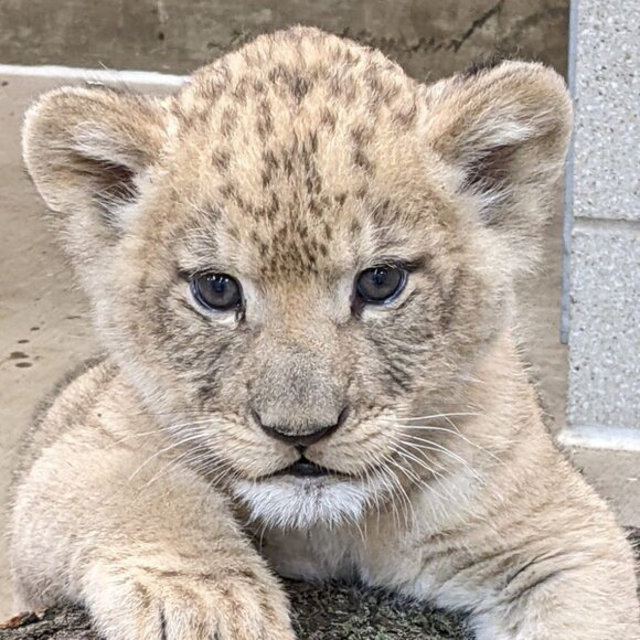 Meet your Posher, Chris - Picture 1 of 1